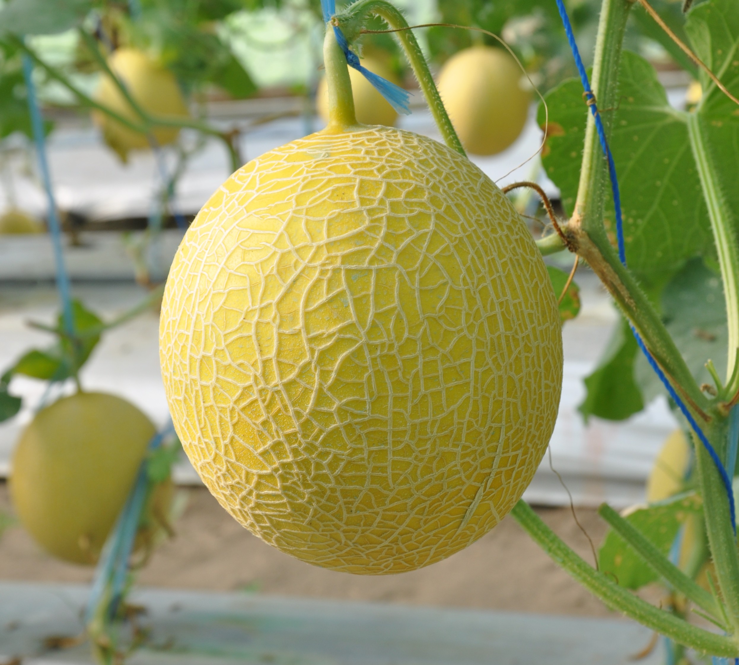 Sistem Nutrisi dan Fertigasi Melon dalam Greenhouse